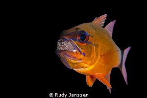 Cardinal perch with eggs by Rudy Janssen 